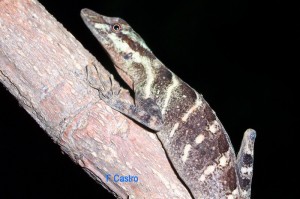 ANOLIS EULAEMUS