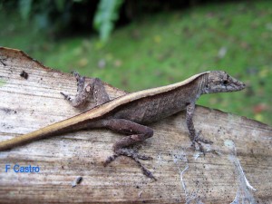 Anolis antonii