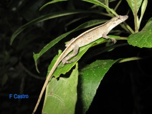 Anolis antonii