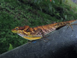 Anolis ventrimaculatus