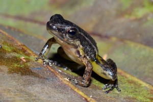 Colostethus fraterdanieli