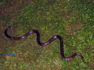 Lapropletis Triangulum