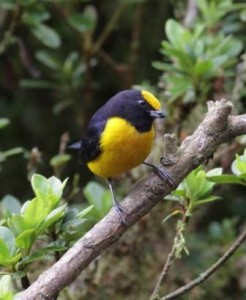 Peter Dexter Hoell Euphonia xanthogaster