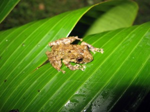 Pristimantis calcararus