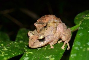 Pristimantis calcaratus