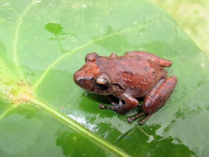 Pristimantis molygbrinus