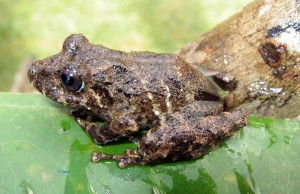 Pristimantis orpacobates