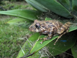 Pristimantis orpacobates