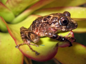 Pristimantis orpacobates