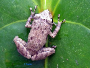 Pristimantis palmeri