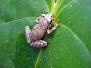 Pristimantis palmeri