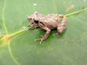 Pristimantis palmeri