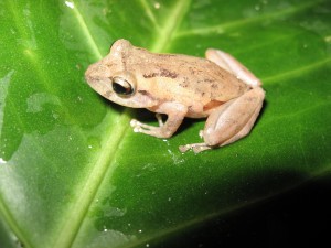 Pristimantis palmeri