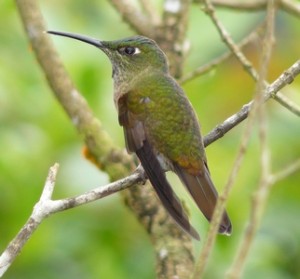 fawn-breastedbrilliant_matthewgable