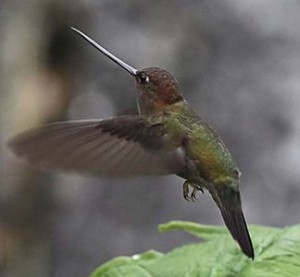 green-frontedlancebill_peterhoell