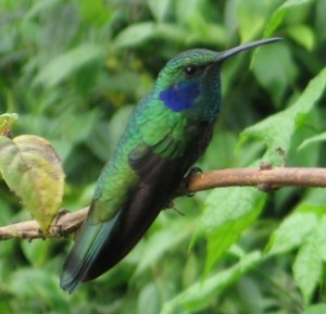 greenvioletear_matthewgable