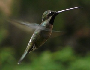 long-billedstarthroat_matthewgable