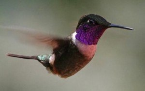 purple-throatedwoodstar_peterhoell