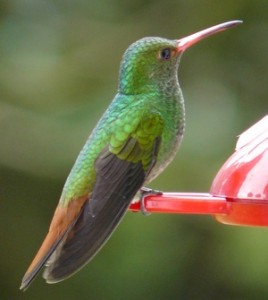 rufous-tailed_matthewgable