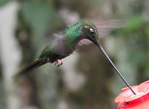 sword-billed_peterhoell