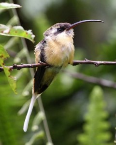 tawny-belliedhermit_peterhoell