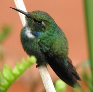 wedge-billed_peterhoell